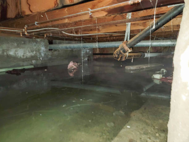Best Local water damage restoration  in North Corbin, KY