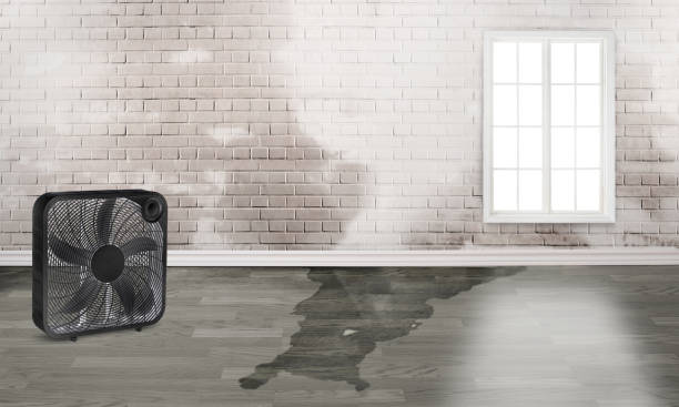 Best Water damage restoration company  in North Corbin, KY